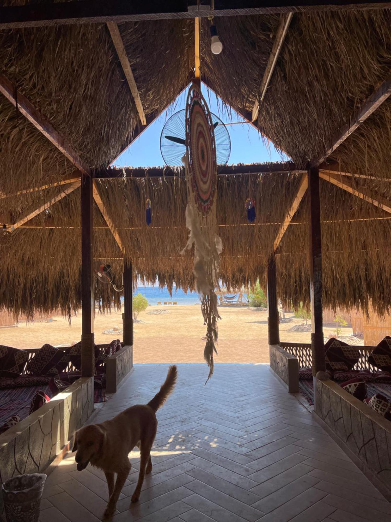 אתר קמפינג Alwaha Camp נואייבה