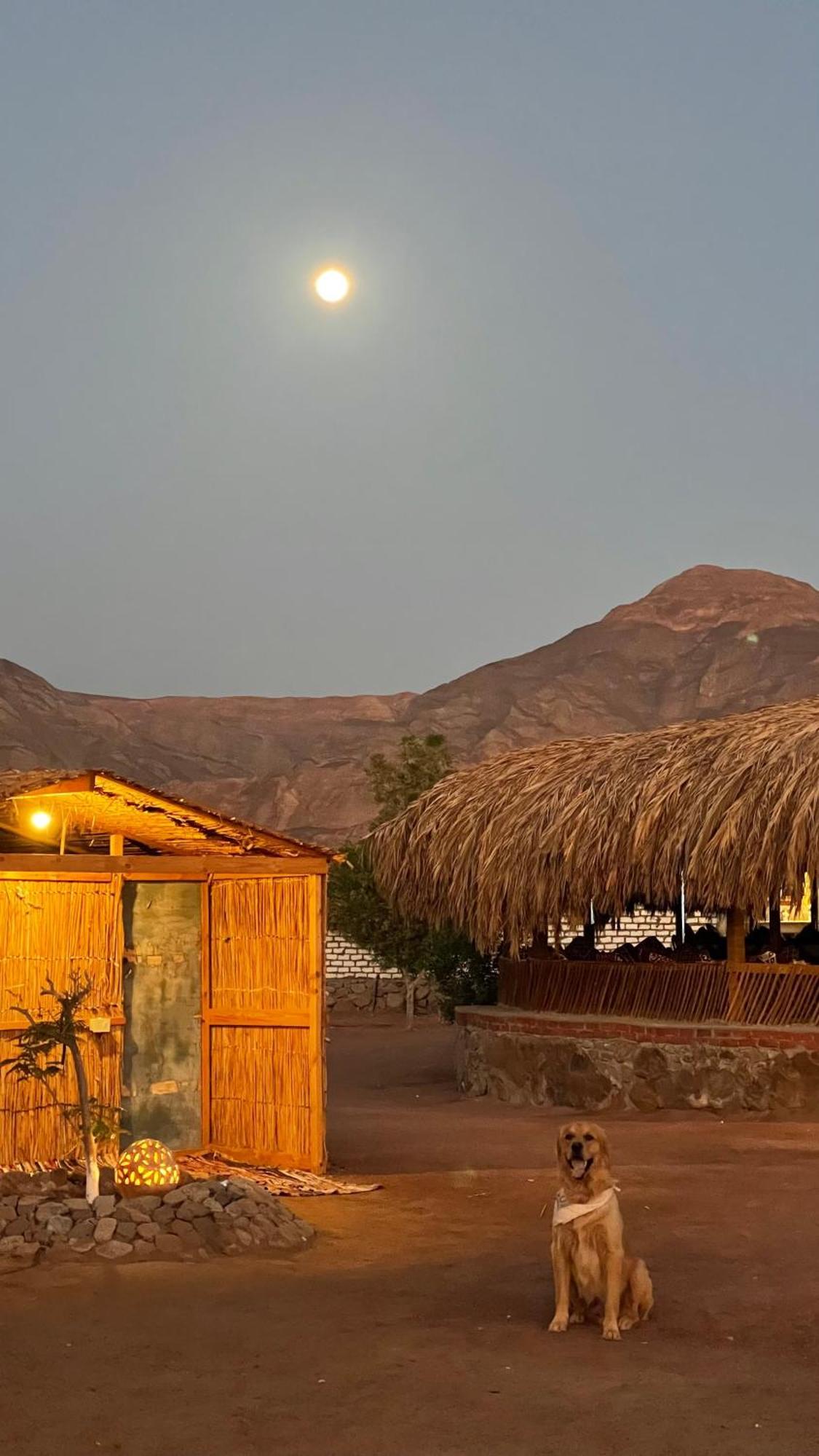 Alwaha Camp אתר קמפינג